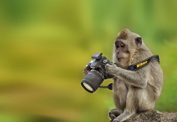 15h-Animals-That-Want-To-Be-Photographers