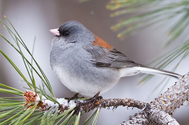 David Shaw Grey-headed junco