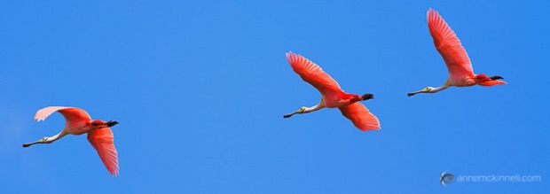 Three Roseate Spoonbills in flight at the Merritt Island Wildlife Refuge, Florida.