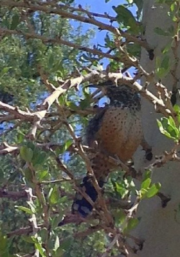 Zoomed in smartphone photograph of a cactus wren – don’t do this!