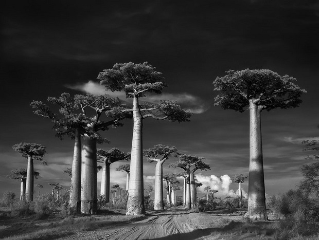 1-Photographing-The-Worlds-Oldest-Trees-For-The-Past-14-Years-b