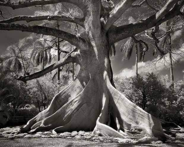1-Photographing-The-Worlds-Oldest-Trees-For-The-Past-14-Years-c