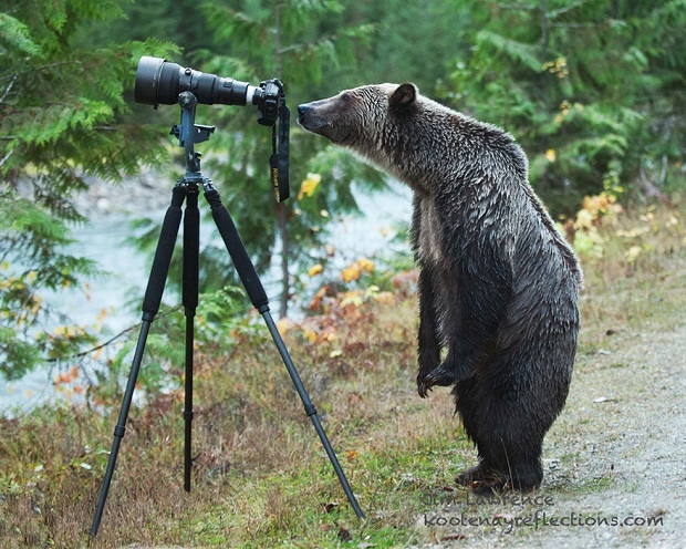 15i-Animals-That-Want-To-Be-Photographers