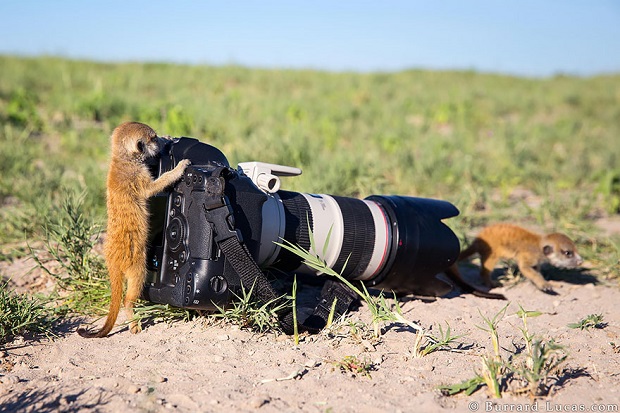 15j-Animals-That-Want-To-Be-Photographers