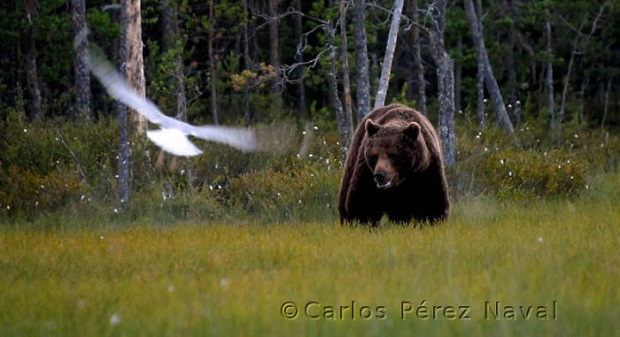 3c-Wildlife-Photography-Carlos-Perez-Naval