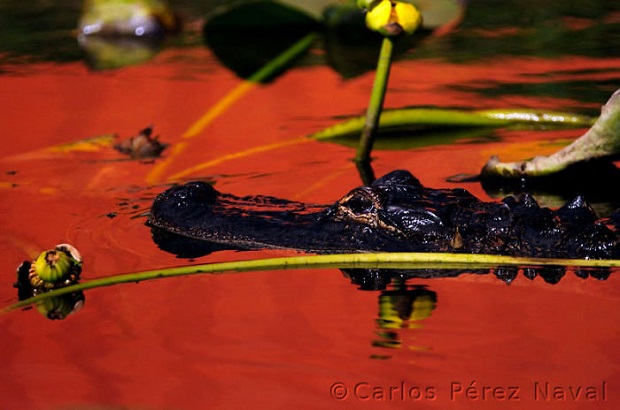 3d-Wildlife-Photography-Carlos-Perez-Naval
