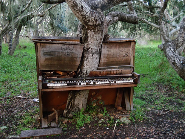 The Old Piano Tree, California Image credits: Crackoala
