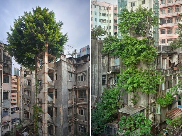 Trees Winning Against Concrete In Hong Kong Image credits: Romain JL