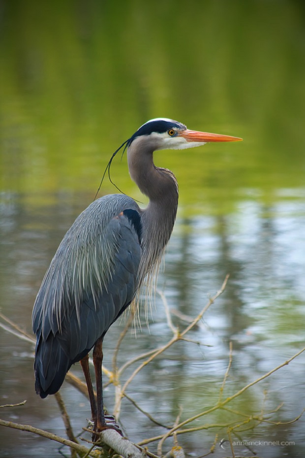 A Great Blue Heron rests at Esquimalt Lagoon, a bird sanctuary, on Vancouver Island, British Columbia, Canada.