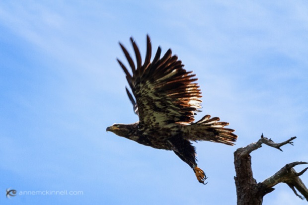 Juvenile Bald Eagle flying photographed in Sidney, British Columbia.