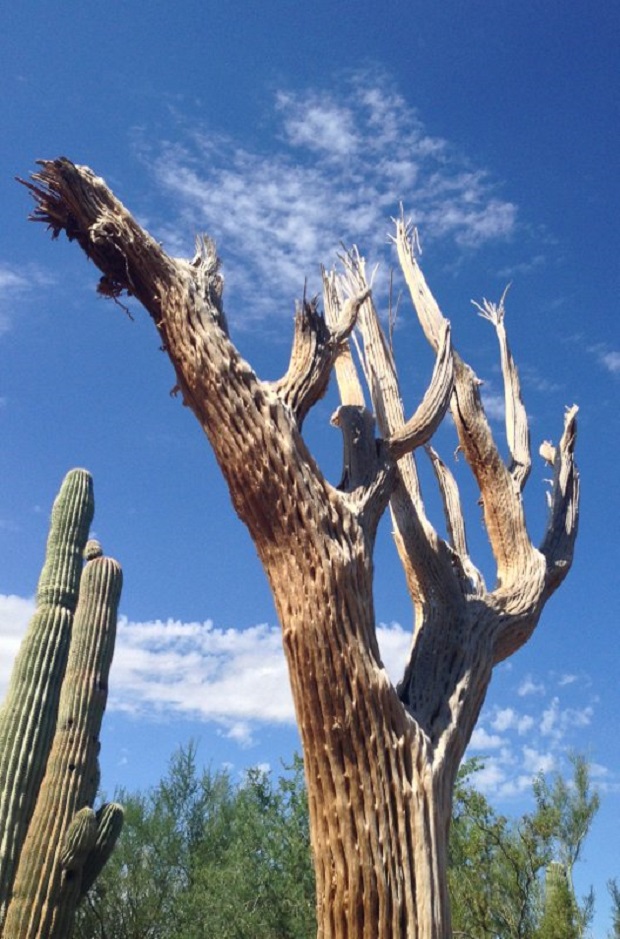 Crested saguaro skeleton