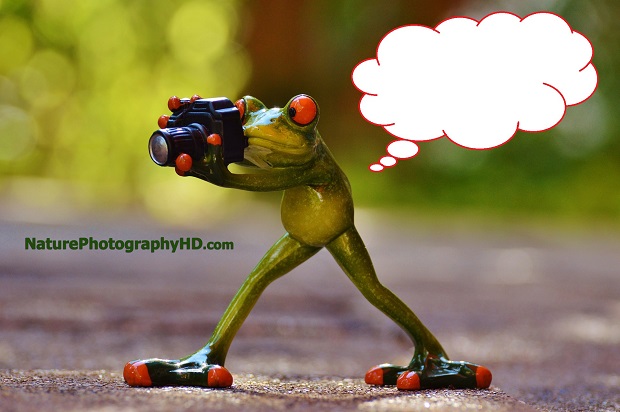 Caption This Photo: The Photographer Frog
