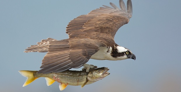 Breathtaking Bird Photos While Catching and Hunting