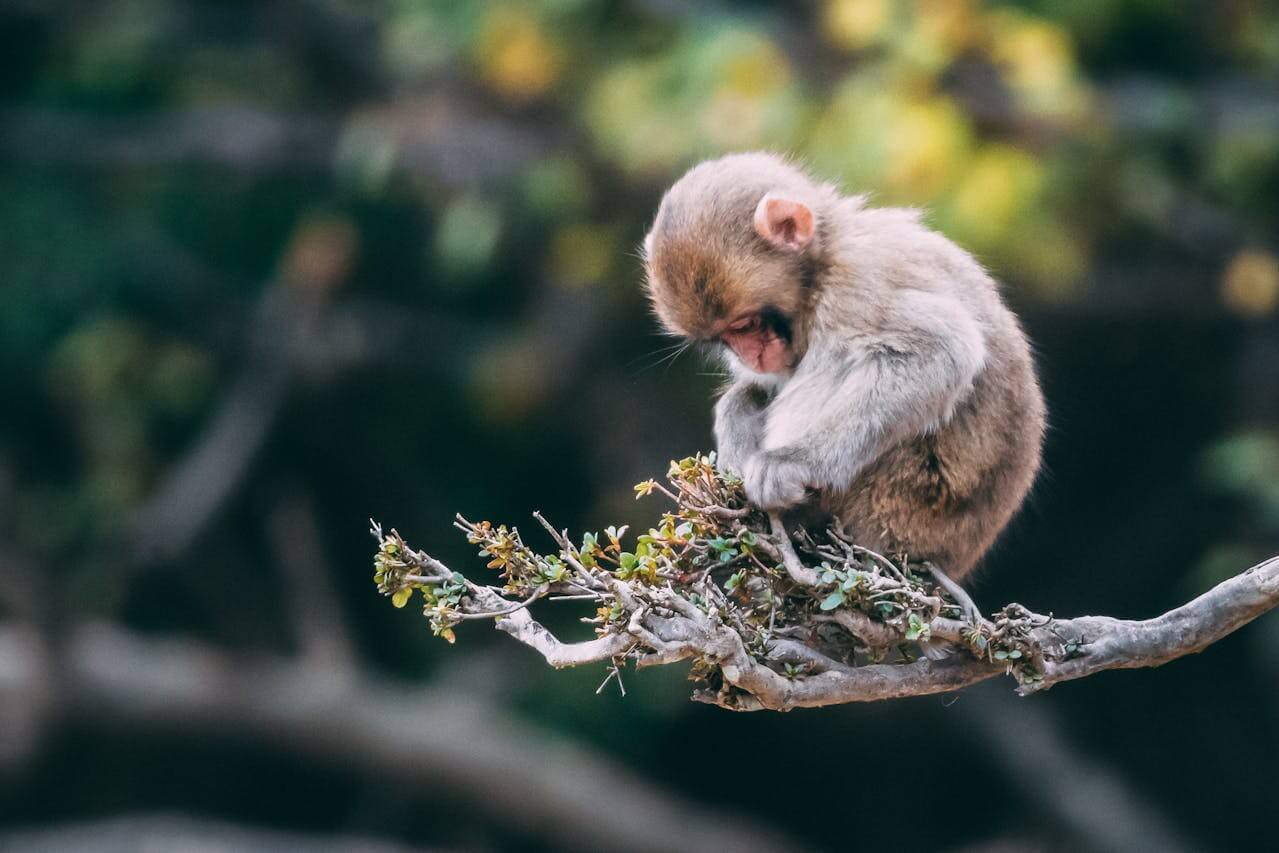 12 Expert Wildlife Photography Tips for Capturing Nature in Stunning High Definition