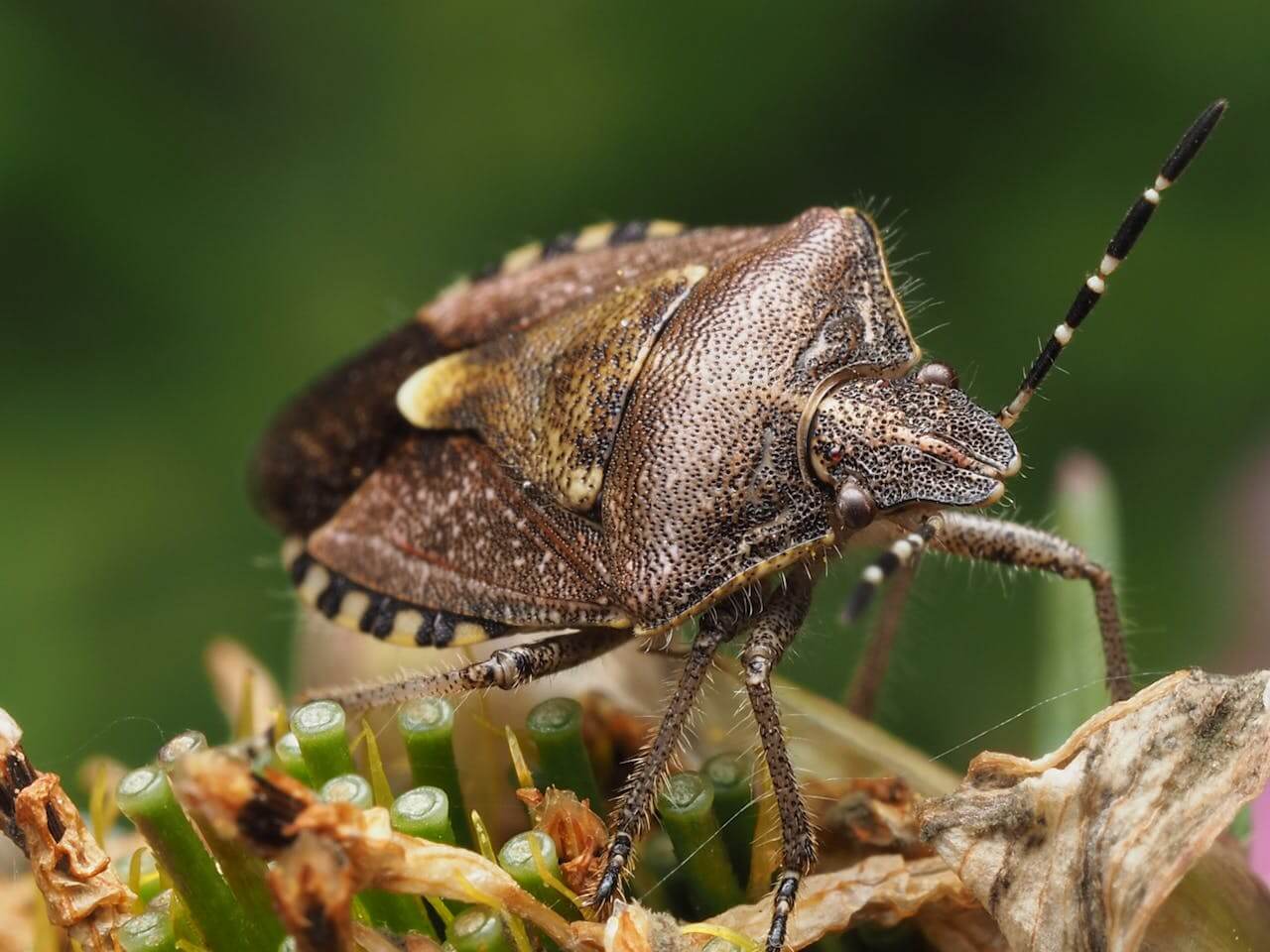 Macro Photography in Nature - F