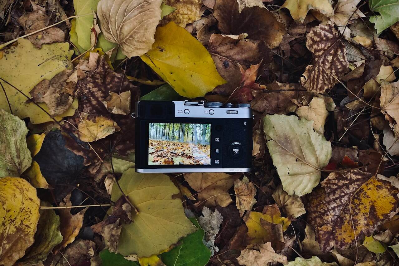 Seasonal Nature Photography Tips- Spring, Summer, Autumn & Winter - F